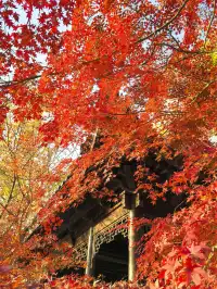 秋日頂流～～明孝陵胭脂雪