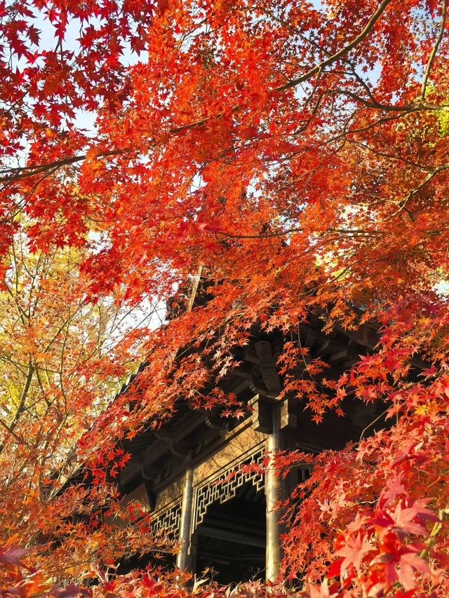 秋日頂流～～明孝陵胭脂雪