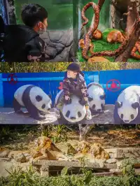 廣州長隆攻略1.5天玩透動物園，不走回頭路