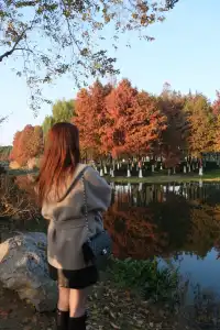 金陵Style直通！玄武湖落羽杉美成油畫暴擊