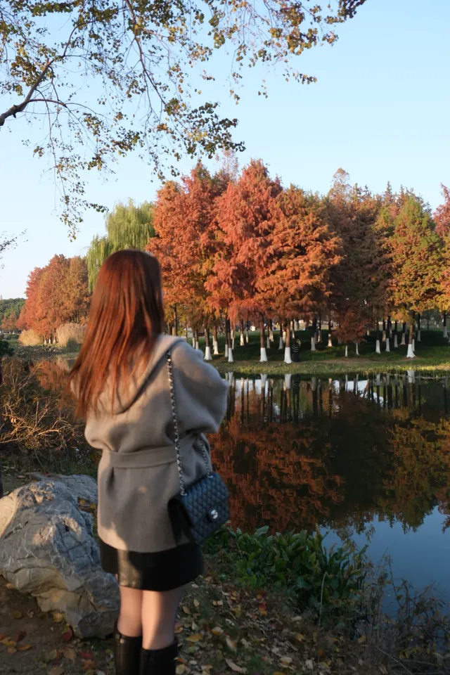 金陵Style直通！玄武湖落羽杉美成油畫暴擊