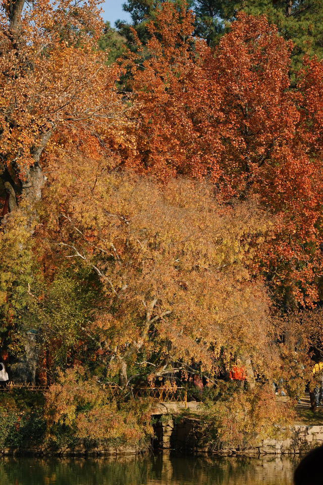 天平山的秋天絕了! 天平山的秋天絕了!