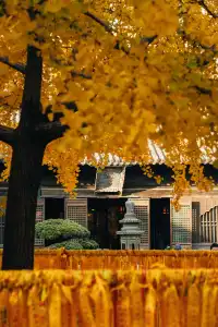 上海寺廟秋天攝影大賽,來交參賽作品了