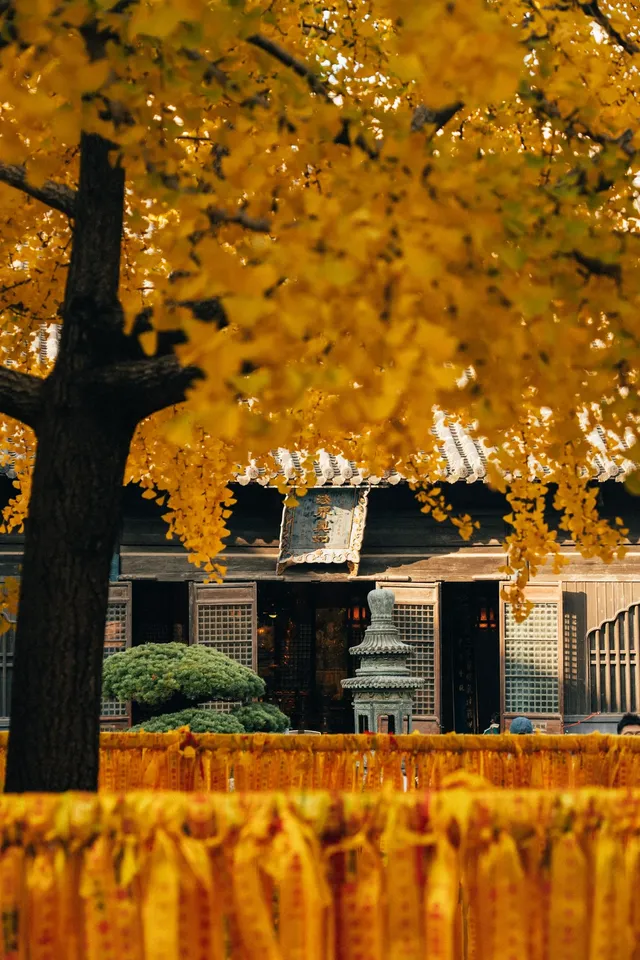 上海寺廟秋天攝影大賽,來交參賽作品了 上海寺廟秋天攝影大賽,來交參賽作品了