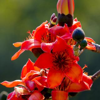 攀枝花へのご旅行へようこそ