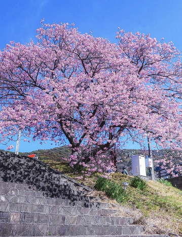 私は宣言します、田舎の桜は本当におしゃれです | Trip.com 奈良市
