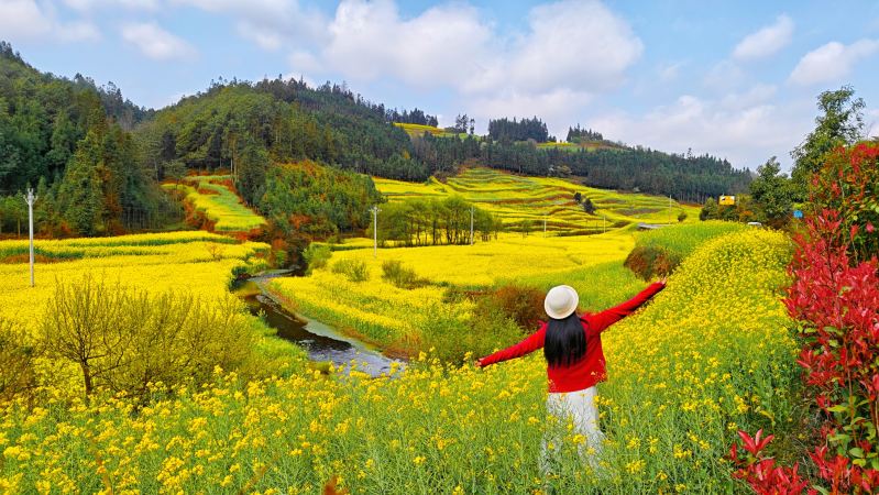 2026年 Qujing City · Luoping Rapeseed Fields菜の花鑑賞おすすめ