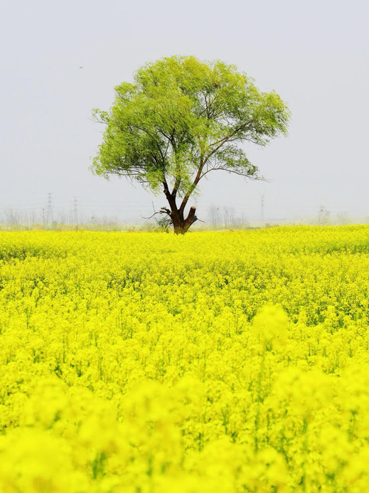 菜の花 ナショナルジオグラフィックに称賛された水上の菜の花！美しさに言葉を