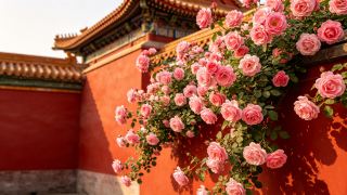May Langfang Travel Checklist｜The Backyard Garden of Beijing and Tianjin