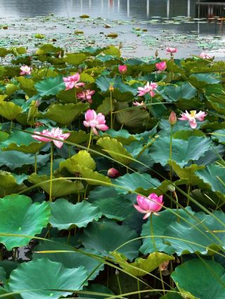 แผนการเดินทาง 5 วัน จิ่วเจียง-จิงเต๋อเจิ้น-ซ่างเหรา: ทริปที่นักท่องเที่ยวขี้เกียจต้องอ่าน