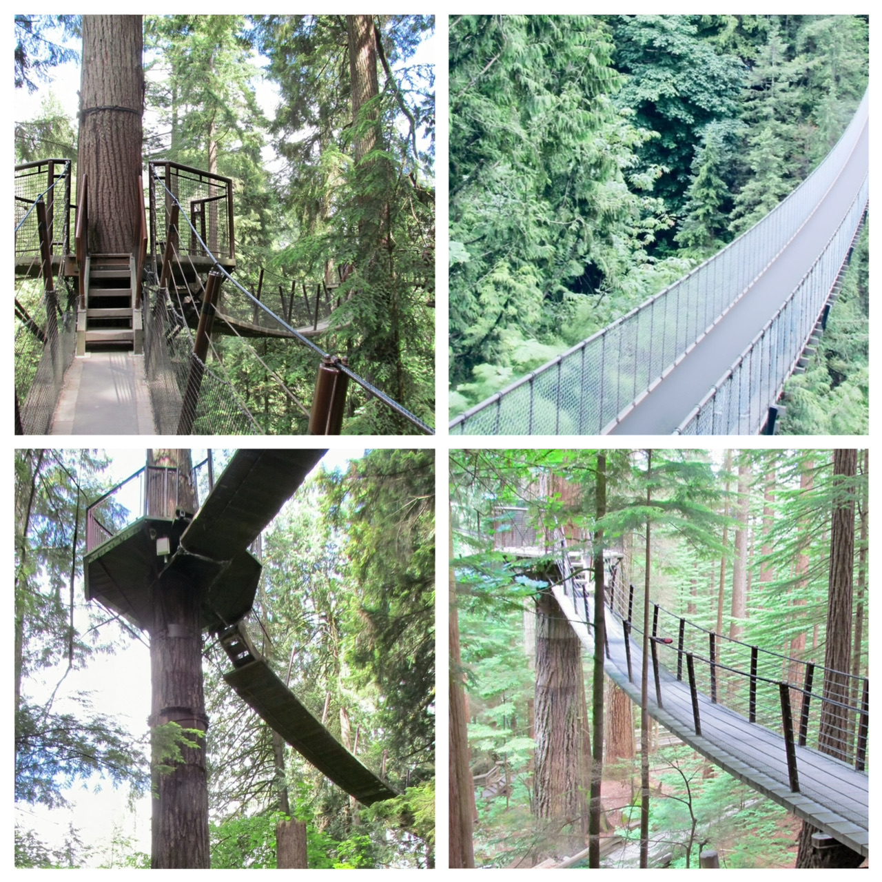 Capilano Suspension Bridge Park: My Ultimate Rainforest Cliff Adventure