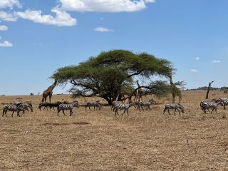 A Smooth Tanzanian Adventure with Laurent and Jackson