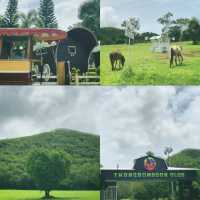 ที่เที่ยวในโคราชสุด ICONIC ! ⭐️ | ไร่ทองสมบูรณ์ 🌳