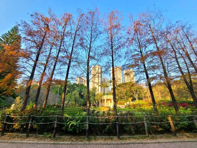 【市區看紅葉🍂~青衣公園】