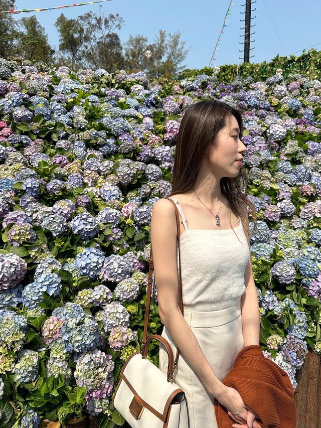 2023年香港花卉展有好多靚靚繡球花！