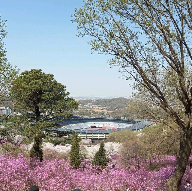 벚꽃말고  진달래축제 가장 편하게 보는법