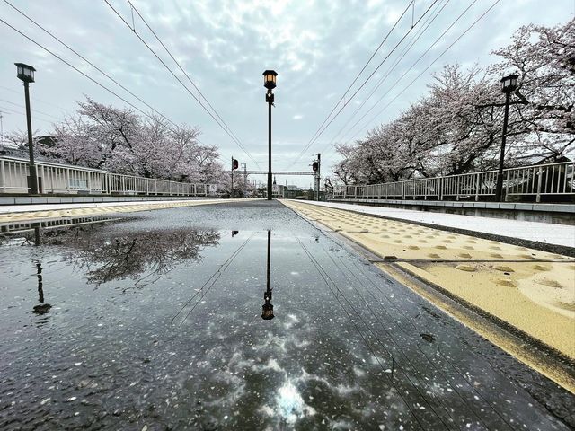 🌸Blooming Sakura in Arashiyama Station🌸