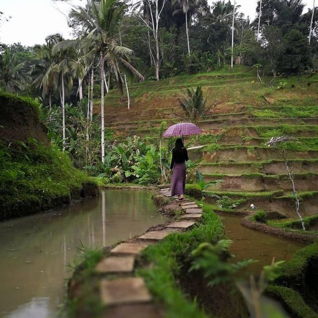 Paddy Field on the Mountain