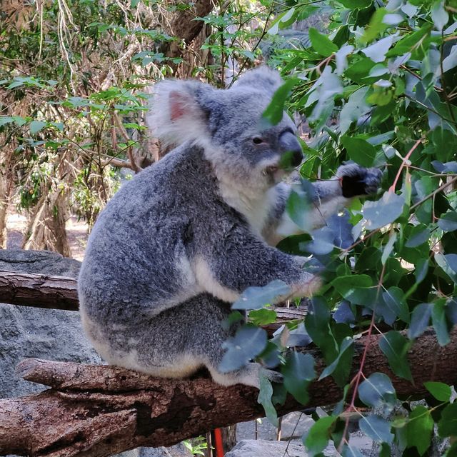 🇦🇺Gold Coast: Where Koalas, Beaches, and Air Balloons Collide in Paradise! 🌴🐨🏖️🎈