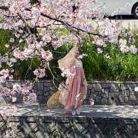 五条川の桜