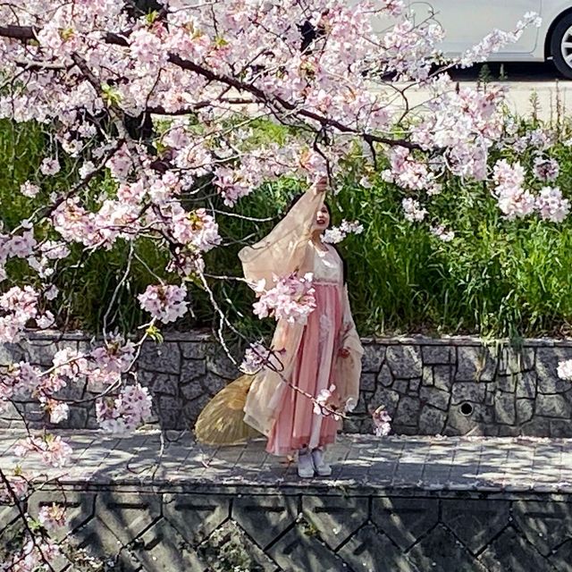 五条川の桜