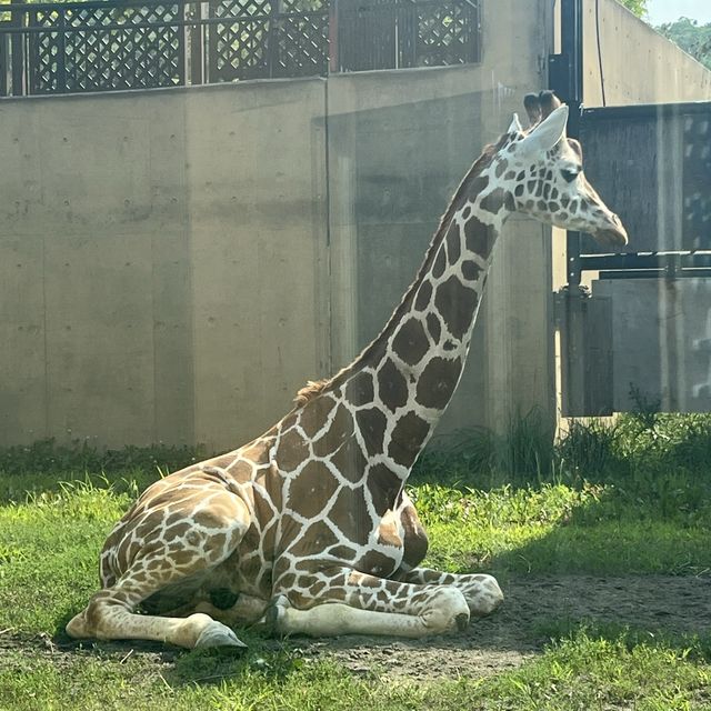 あさひやま動物園🐯