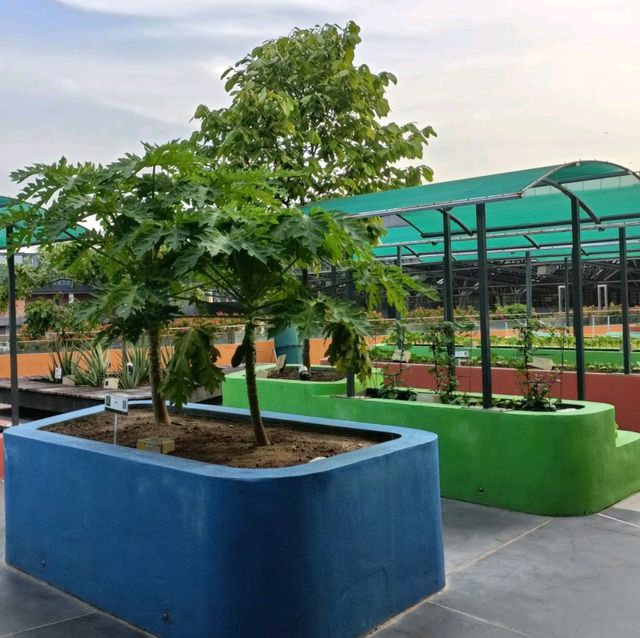 Rooftop Community Garden 