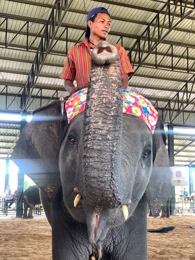 ย้อนเวลาไปเที่ยวสุรินทร์ 🐘🐘