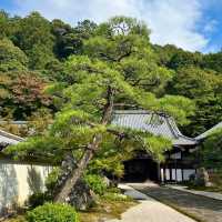 京都南禪寺🙏🏻禪修之旅中的和諧花園 🍵🌸