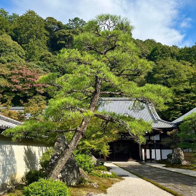 京都南禪寺🙏🏻禪修之旅中的和諧花園 🍵🌸