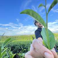 ไร่ชาฉุยฟง 🍃🌱🌿🍃