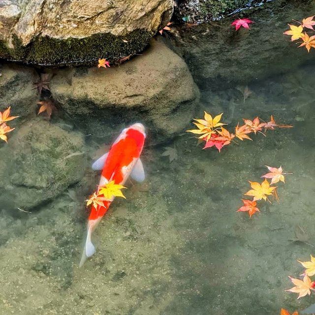 Eikan-dō Temple, fall is here!