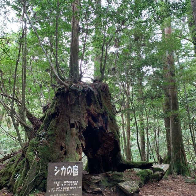 Hiking through the trail of Yakushima Island 