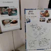 海遊館　「北極圏」来場者を覗きにくるワモンアザラシ
