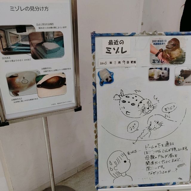 海遊館　「北極圏」来場者を覗きにくるワモンアザラシ