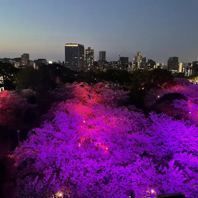 벚꽃 야간개장 후쿠오카 성터!