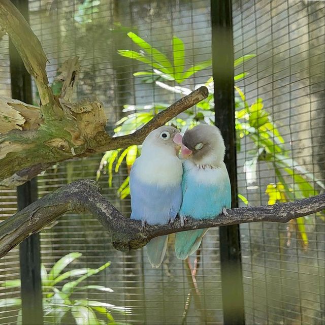 Bali Bird Park