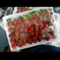 Cameron Highlands Strawberry Farm