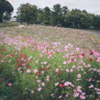 【東京】10月版🗞「国営昭和記念公園」で季節のお花を楽しもう💐