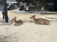 日本宮島｜必到打卡位海上大鳥居