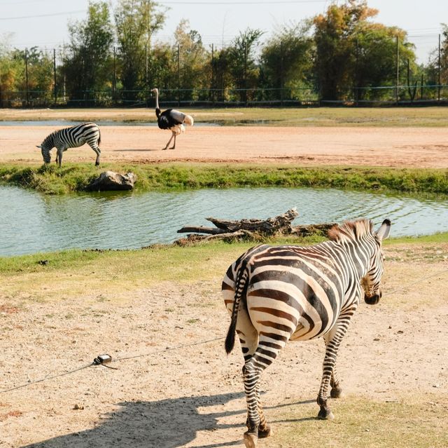 Safari Park, Kanchanaburi บ่อพลอย