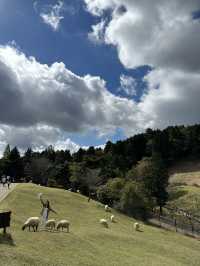 六甲山牧場—帶娃必去！