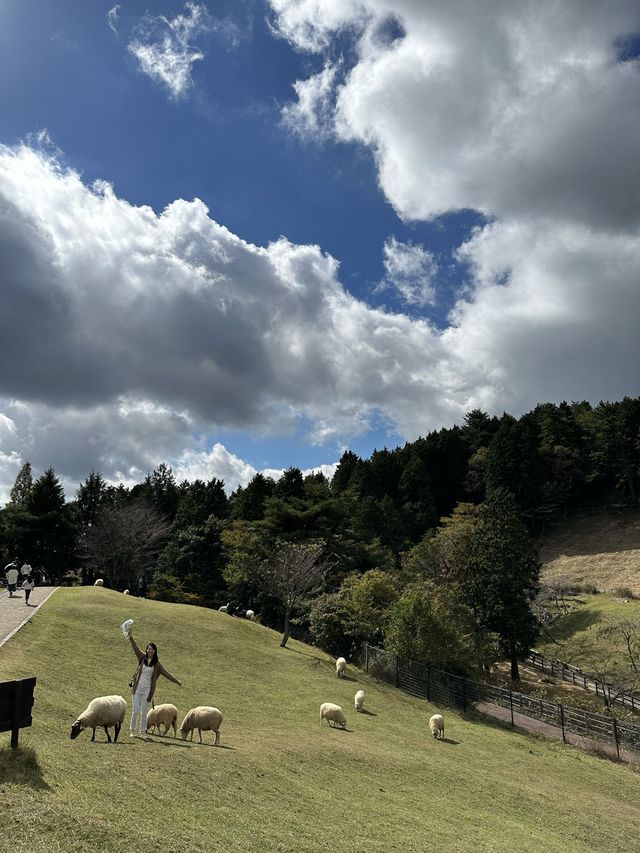 六甲山牧場—帶娃必去！