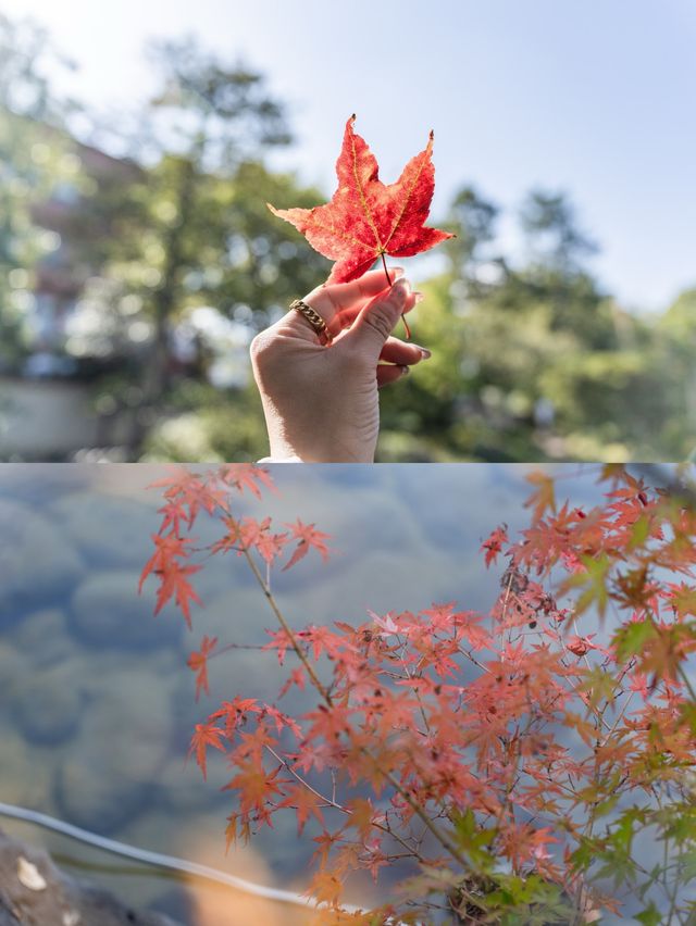 【福井県/福井市】まるで江戸時代にタイムスリップ⁉︎紅葉狩りスポット