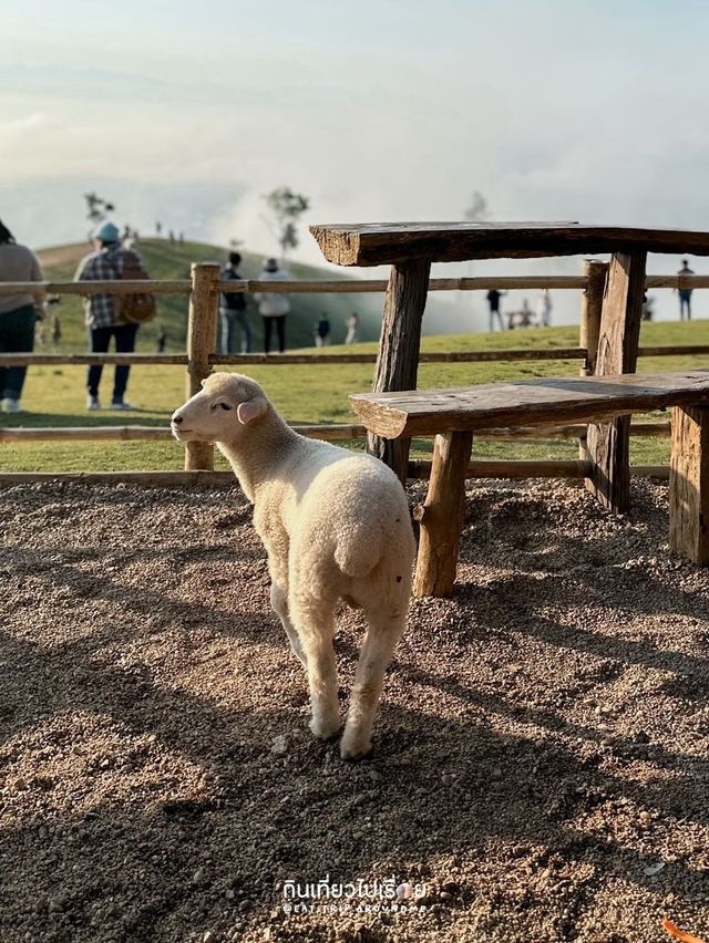 มาดอยช้างอย่าลืมแวะมาหาน้องแกะกันนะ🐏