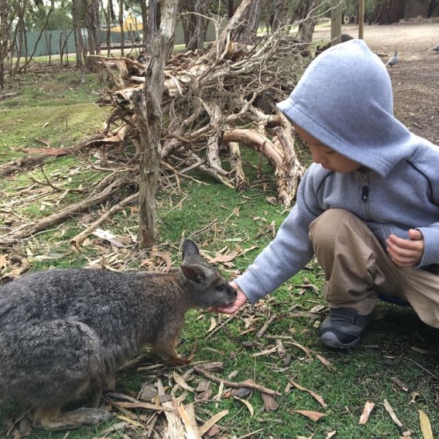 Fun place to get close to the wallby 🦘 