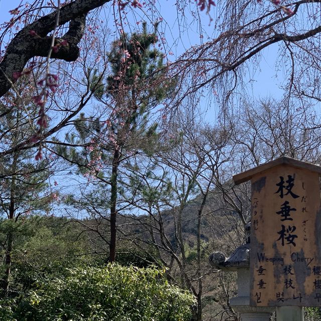 花花世界～天龍寺～熱門景點