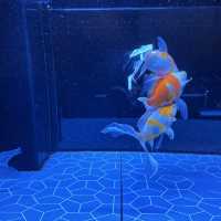 水母主打～墨田水族館