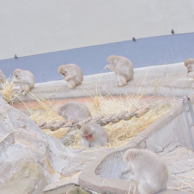 成田空港から一本「上野動物園」