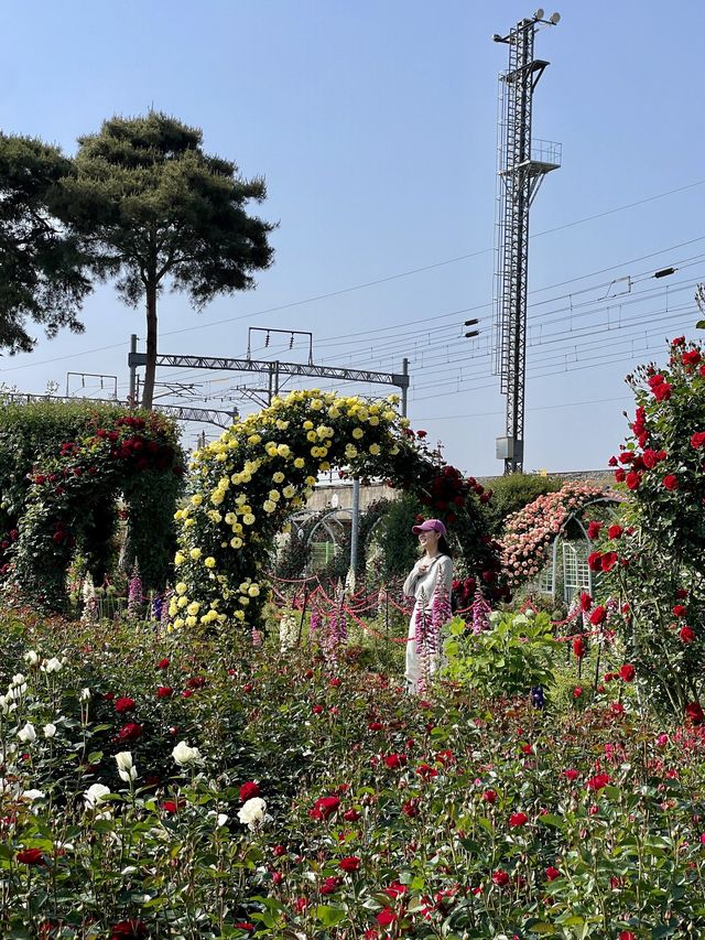 장미와 함께 인생샷을 남기고 싶다면🌹곡성세계장미축제